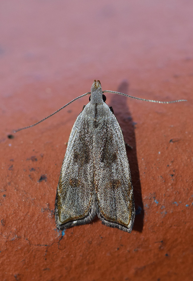 Dichomeris rasilella - Gelechiidae